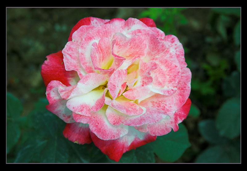 baian bagian bunga dan fungsinya