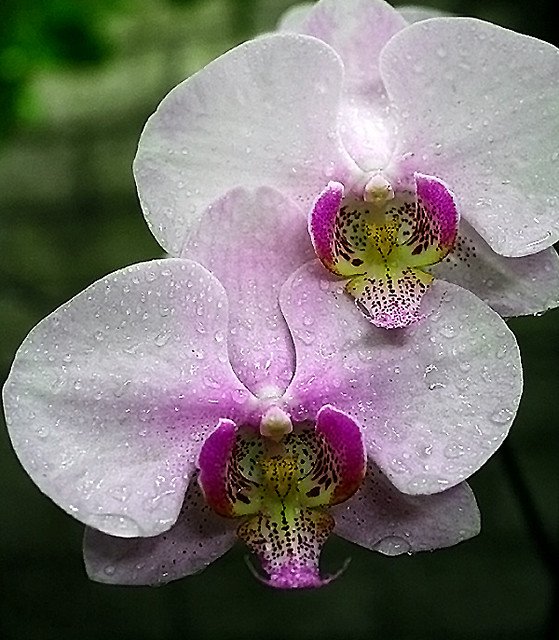 anggrek bulan - bunga nasional bunga khas indonesia