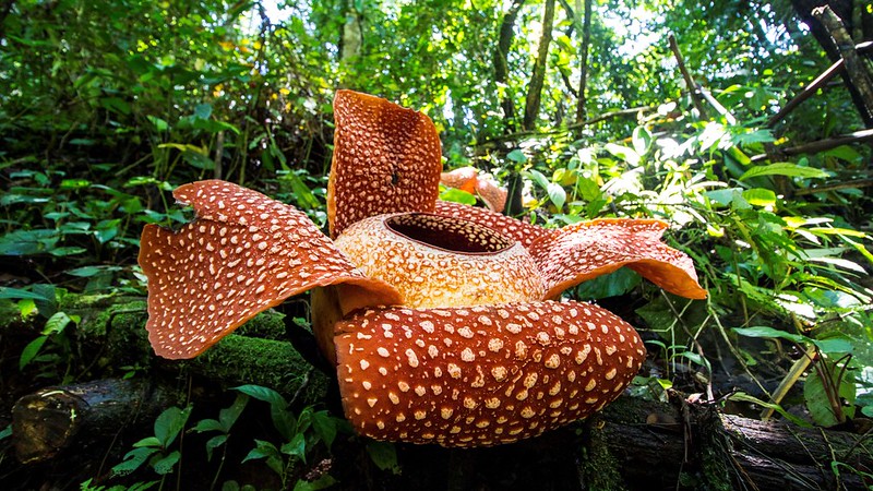 padma raksasa - bunga nasional bunga khas indonesia
