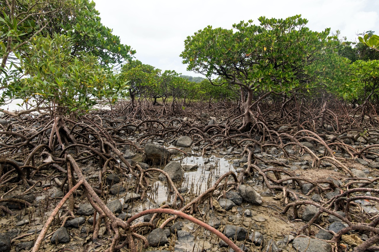 Mangrove | David Clode/Unsplash