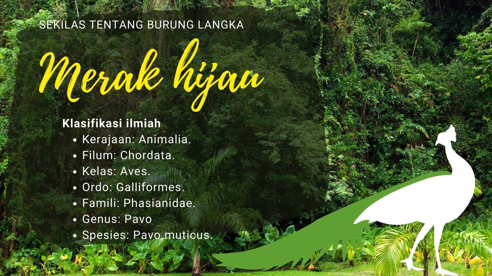 merak hijau, morfologi ciri-ciri klasifikasi status konservasi makanan dan habitat