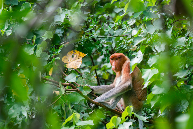 bekantan - Habitat, ciri-ciri, makanan, taksonomi, status konservasi, fakta unik