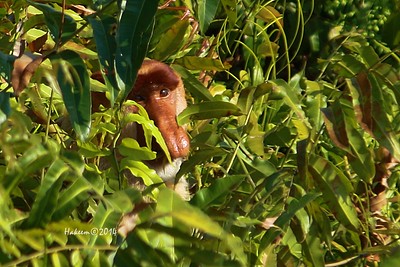 bekantan - Habitat, ciri-ciri, makanan, taksonomi, status konservasi, fakta unik