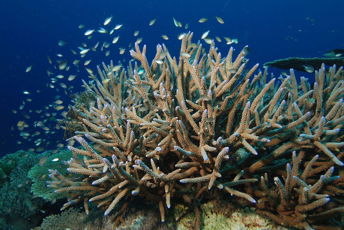 Acropora cervicornis, 10 Jenis Terumbu Karang Yang Berhabitat Di Perairan Indonesia
