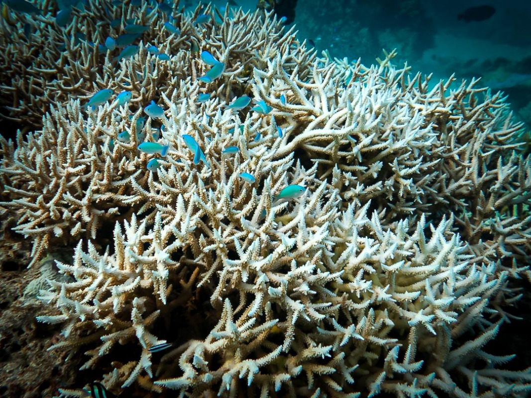 Acropora microphthalma, 10 Jenis Terumbu Karang Yang Berhabitat Di Perairan Indonesia