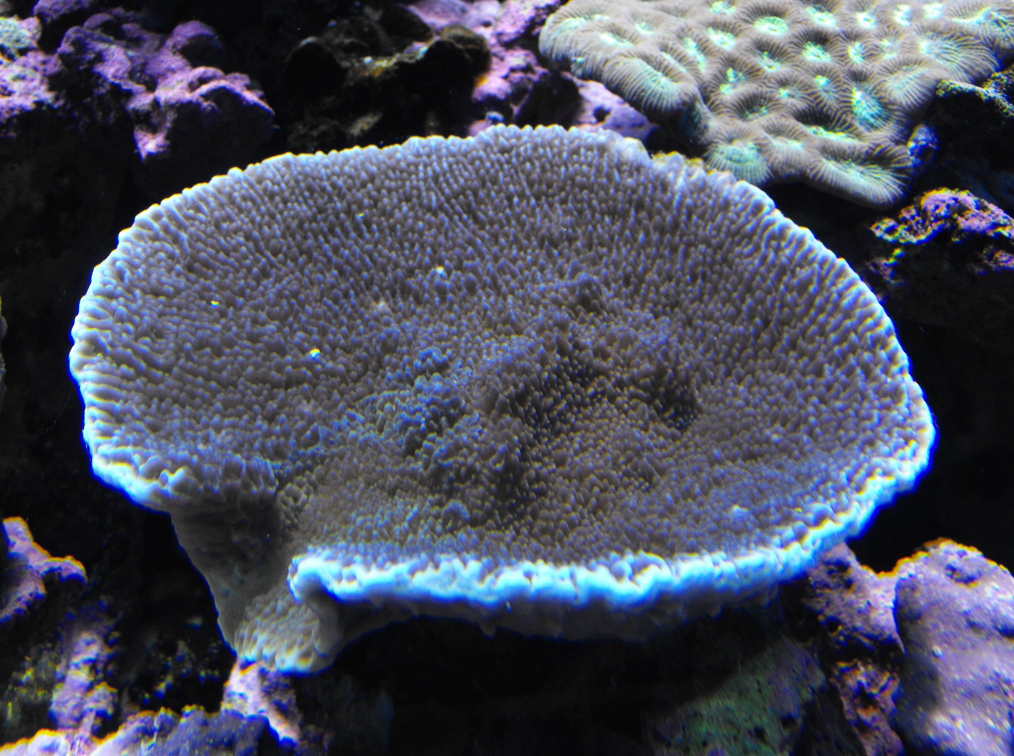 Montipora danae, 10 Jenis Terumbu Karang Yang Berhabitat Di Perairan Indonesia