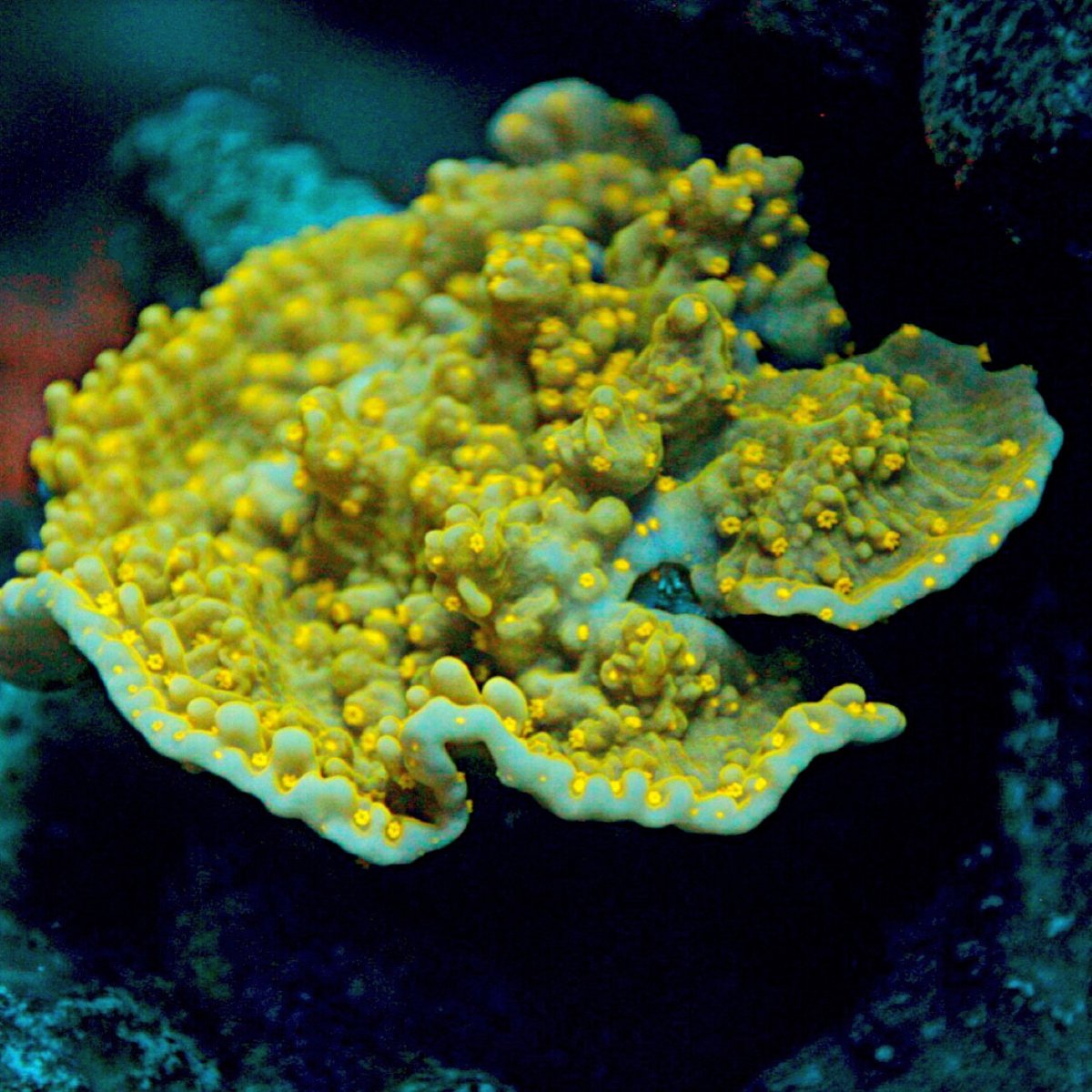 Montipora aequituberculata, 10 Jenis Terumbu Karang Yang Berhabitat Di Perairan Indonesia.jpeg
