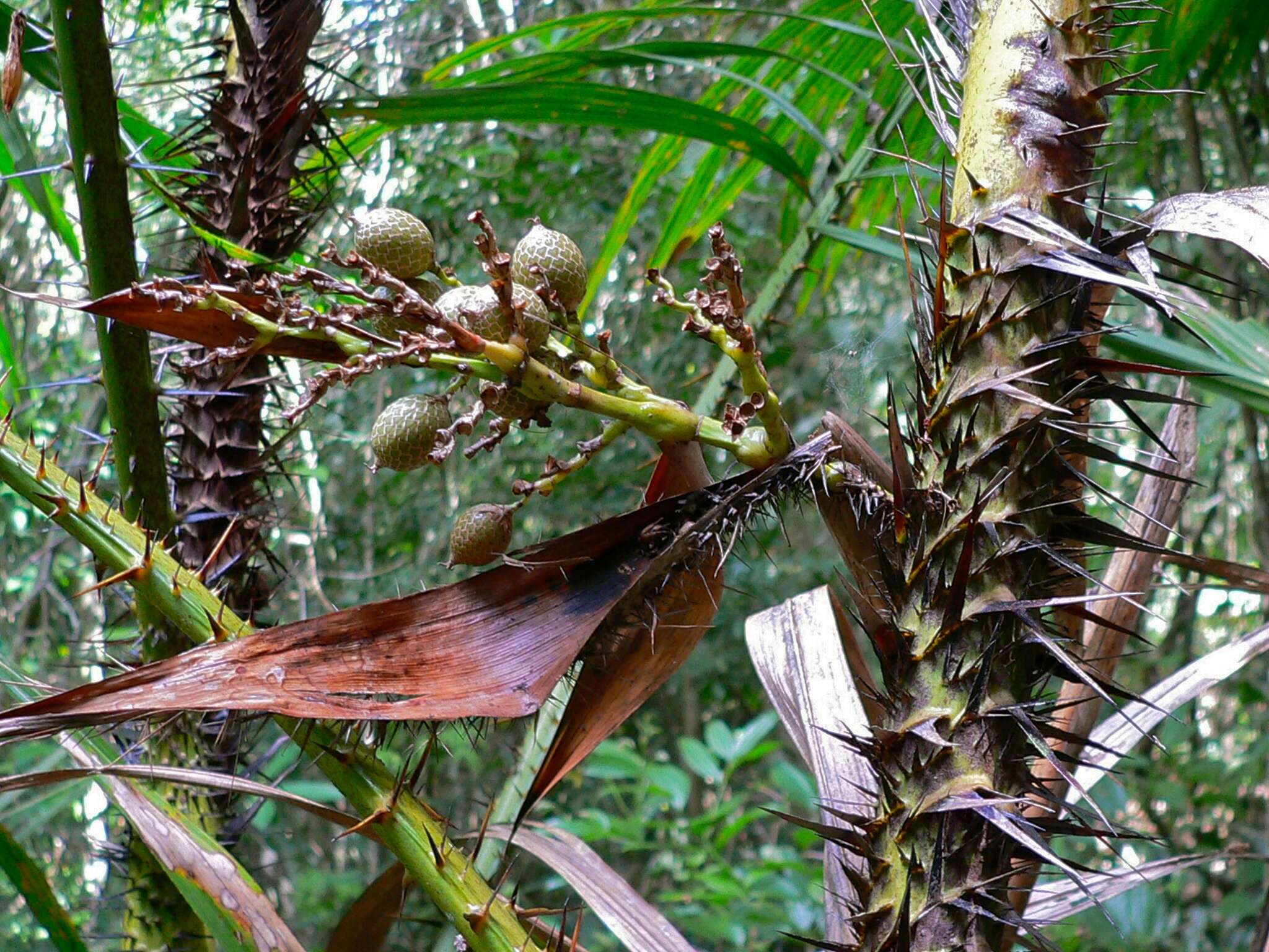 Yuk Kenali Manau, Buah Pohon Rotan Yang Kaya Manfaat