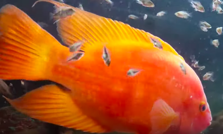 ikan red devil -ikan predator yang dilarang di Indonesia