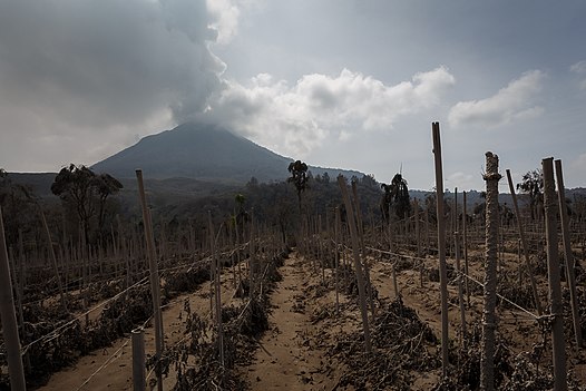 Dampak Gunung Sinabung