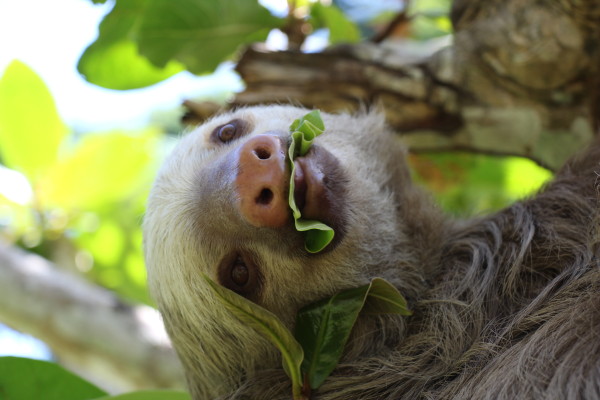 Kungkang © slothconservation.org