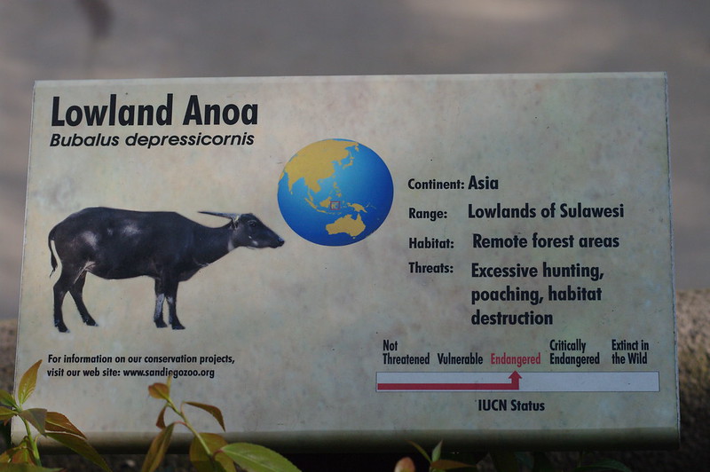 anoa dataran rendah Bubalus depressicornis - habitat makanan ciri fisik status konservasi