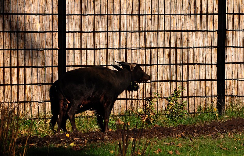 tingkah laku anoa dataran rendah