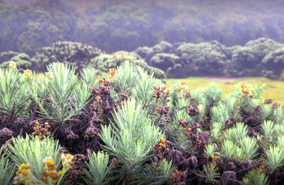 Tegal Alun Gunung Papandayan