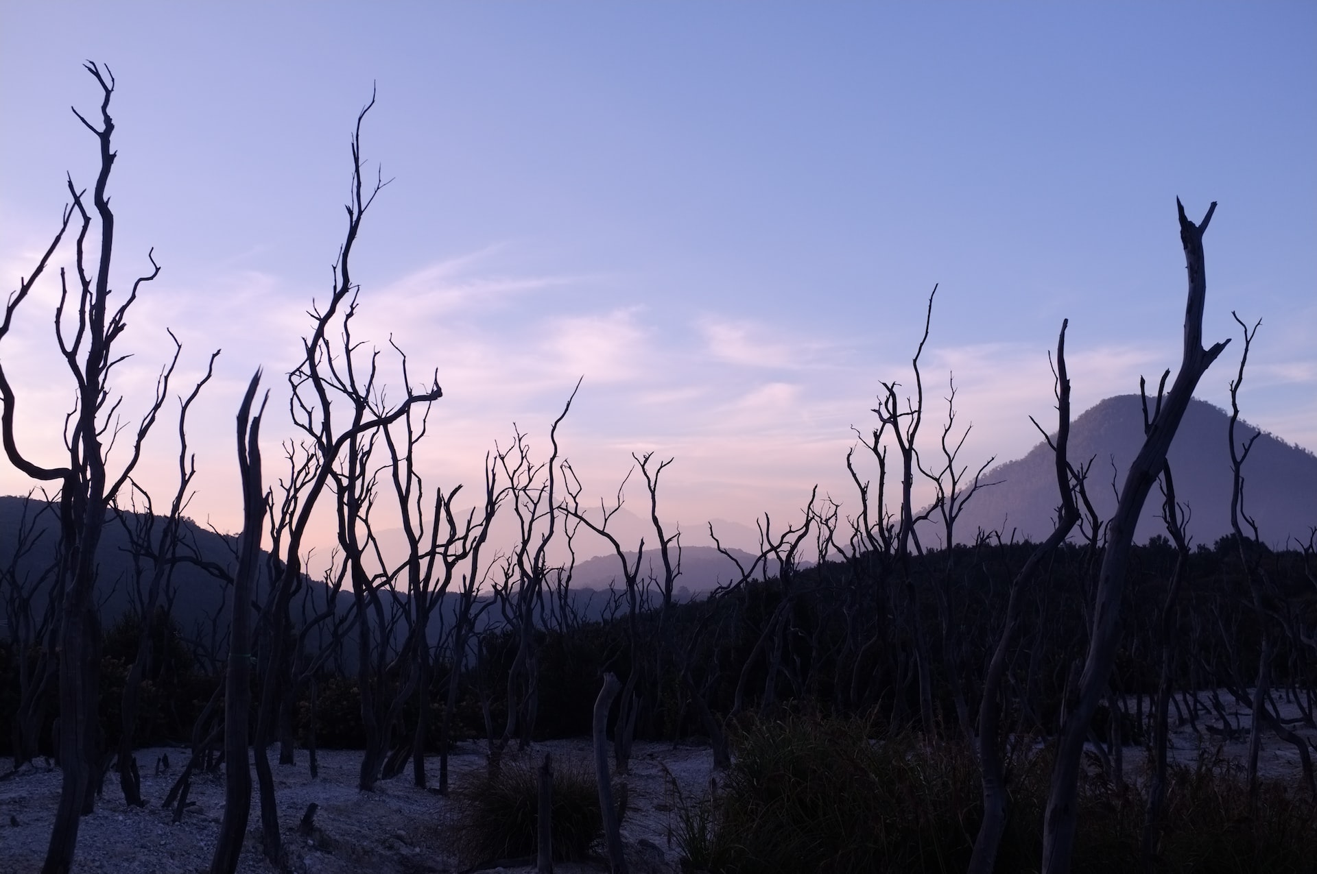 Hutan Mati Gunung Papandayan