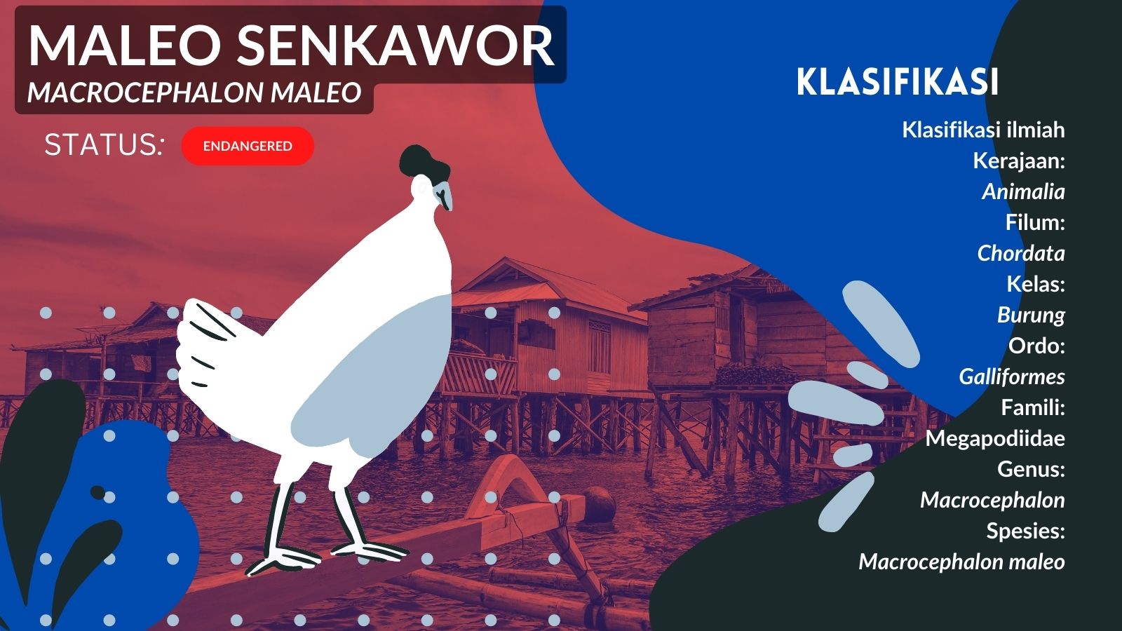 Klasifikasi taksonomi burung maleo senkawor