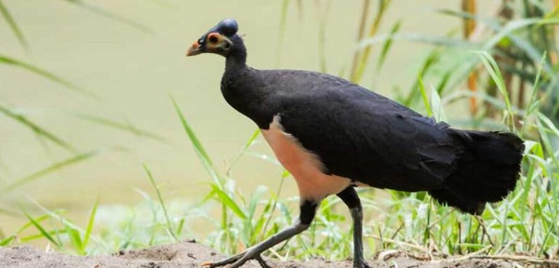ciri fisik burung maleo