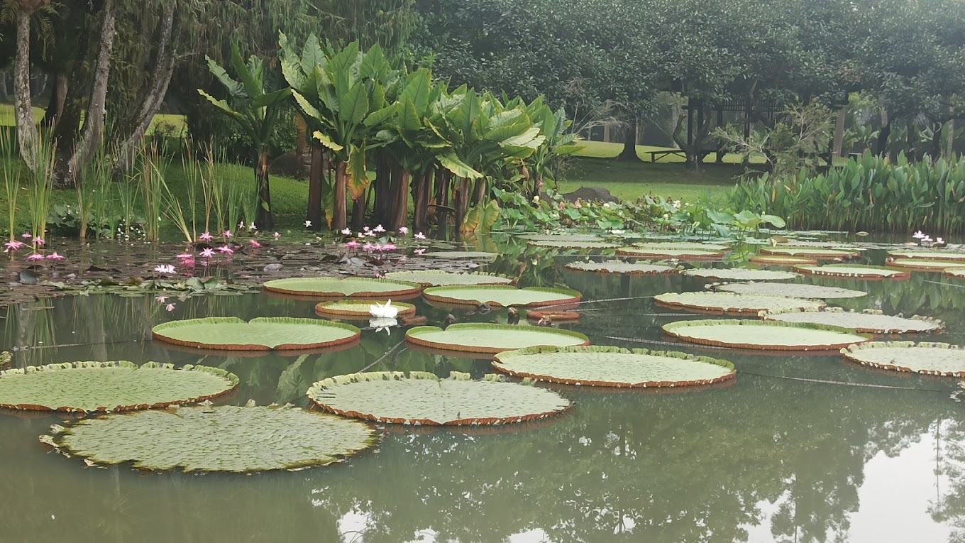 spot terbaik di taman bunga nusantara taman air taman bunga nusantara