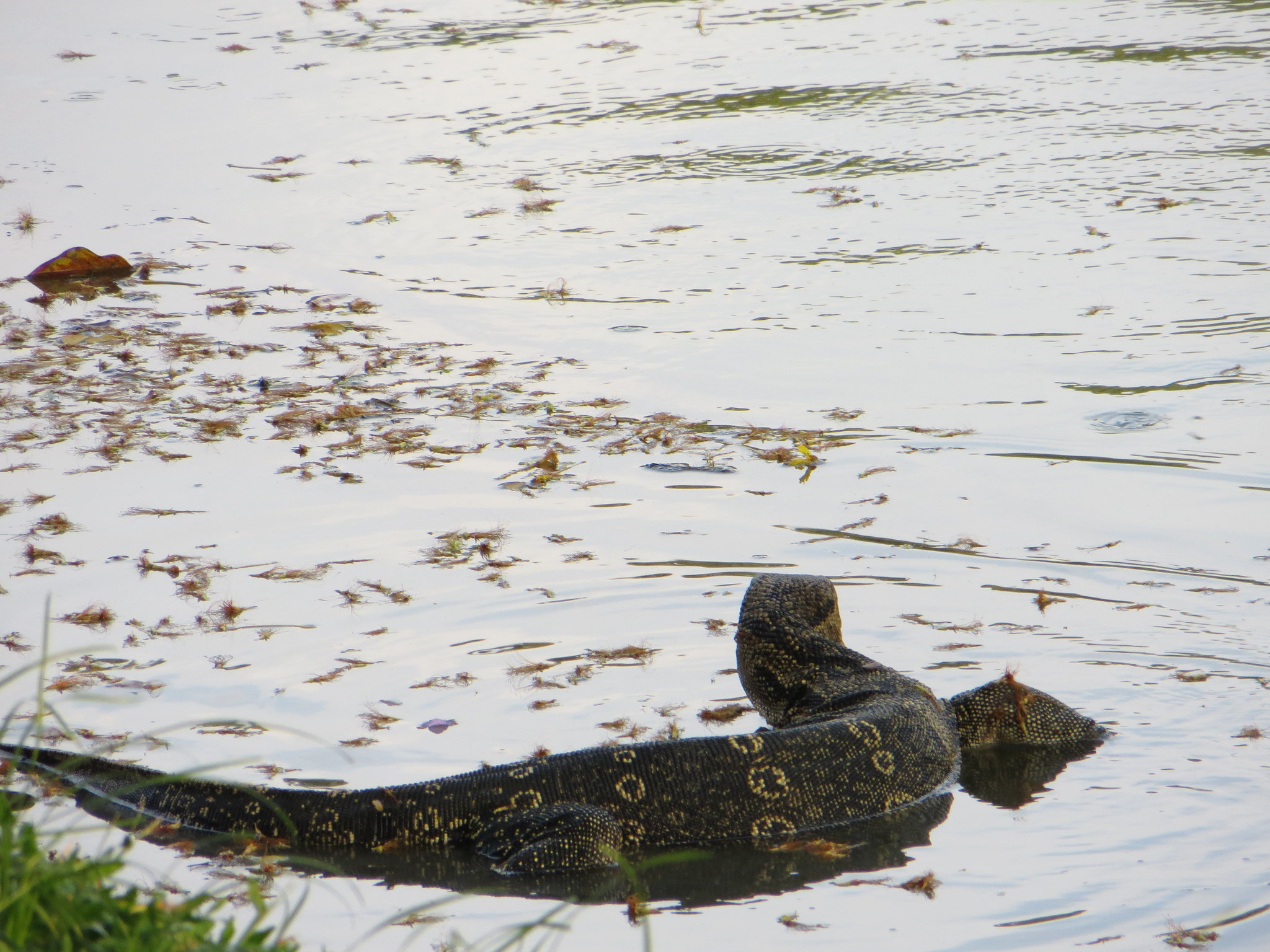 Habitat biawak