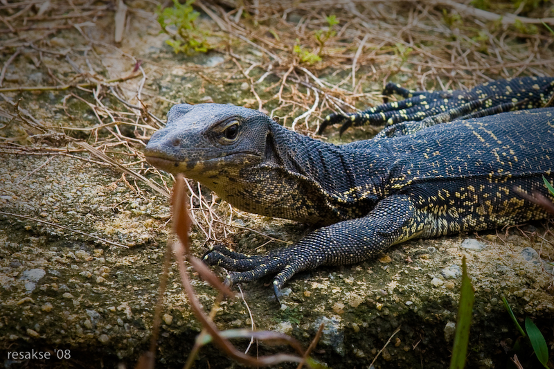 Mengenal cara berkembang biak biawak
