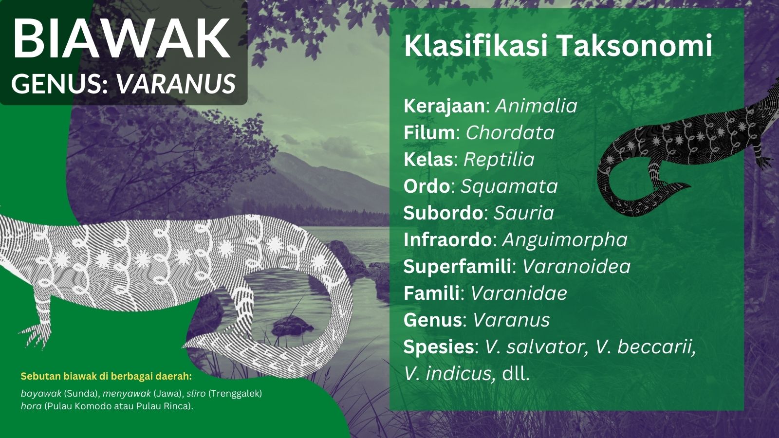 klasifikasi taksonomi biawak