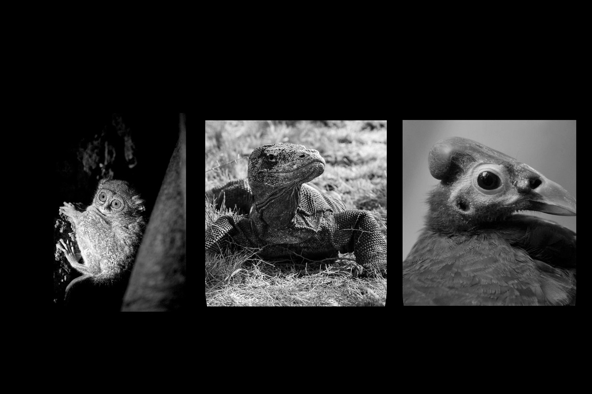 fauna zona peralihan, pengertian, ciri-ciri, habitan, tempat konservasi