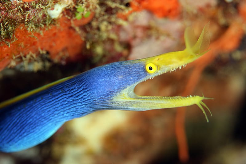 Belut Pita | Foto: twofishdivers.com