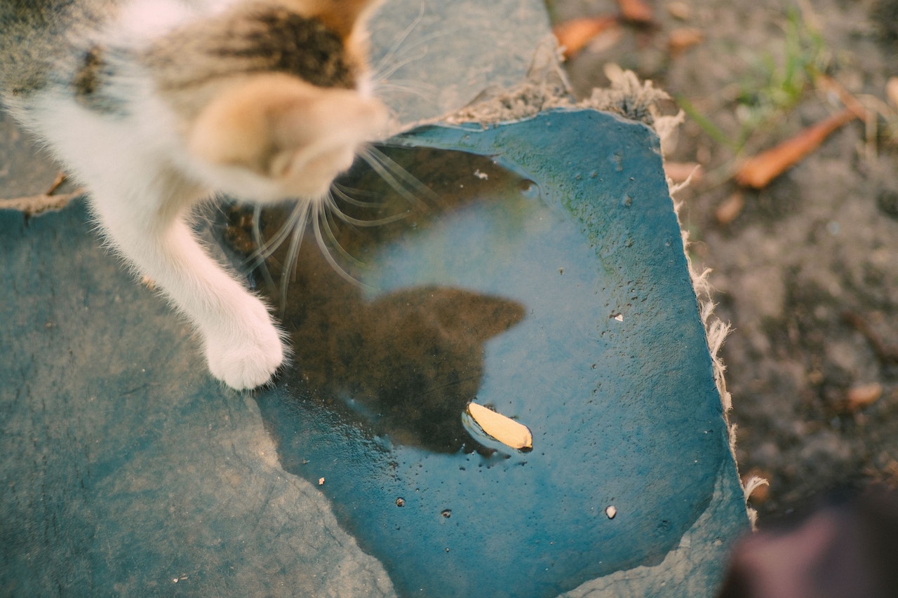 Kenapa Kucing Tidak Suka Air | Foto: Serhii Volyk/Pexels