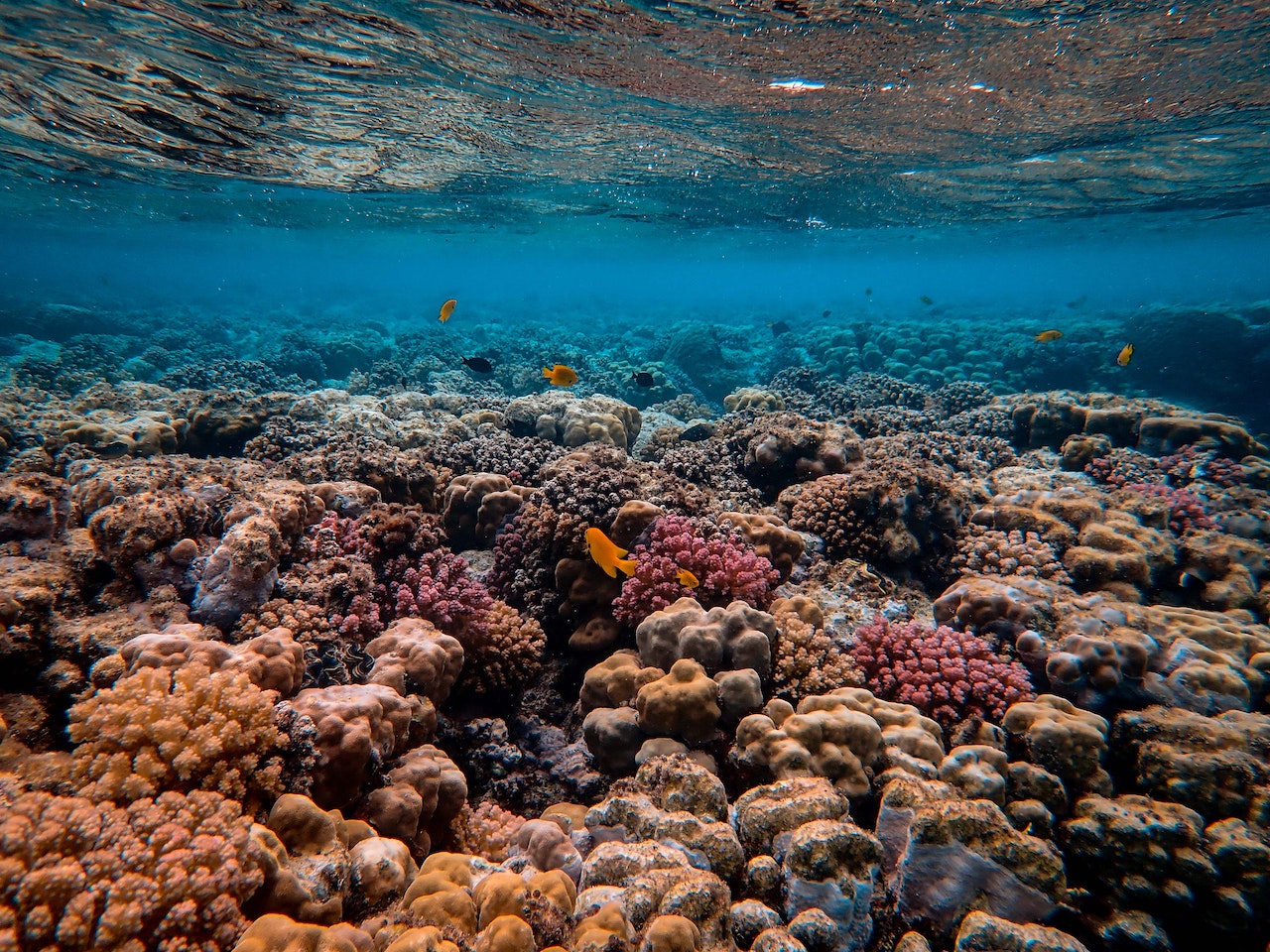 Cara menanggulangi coral bleaching