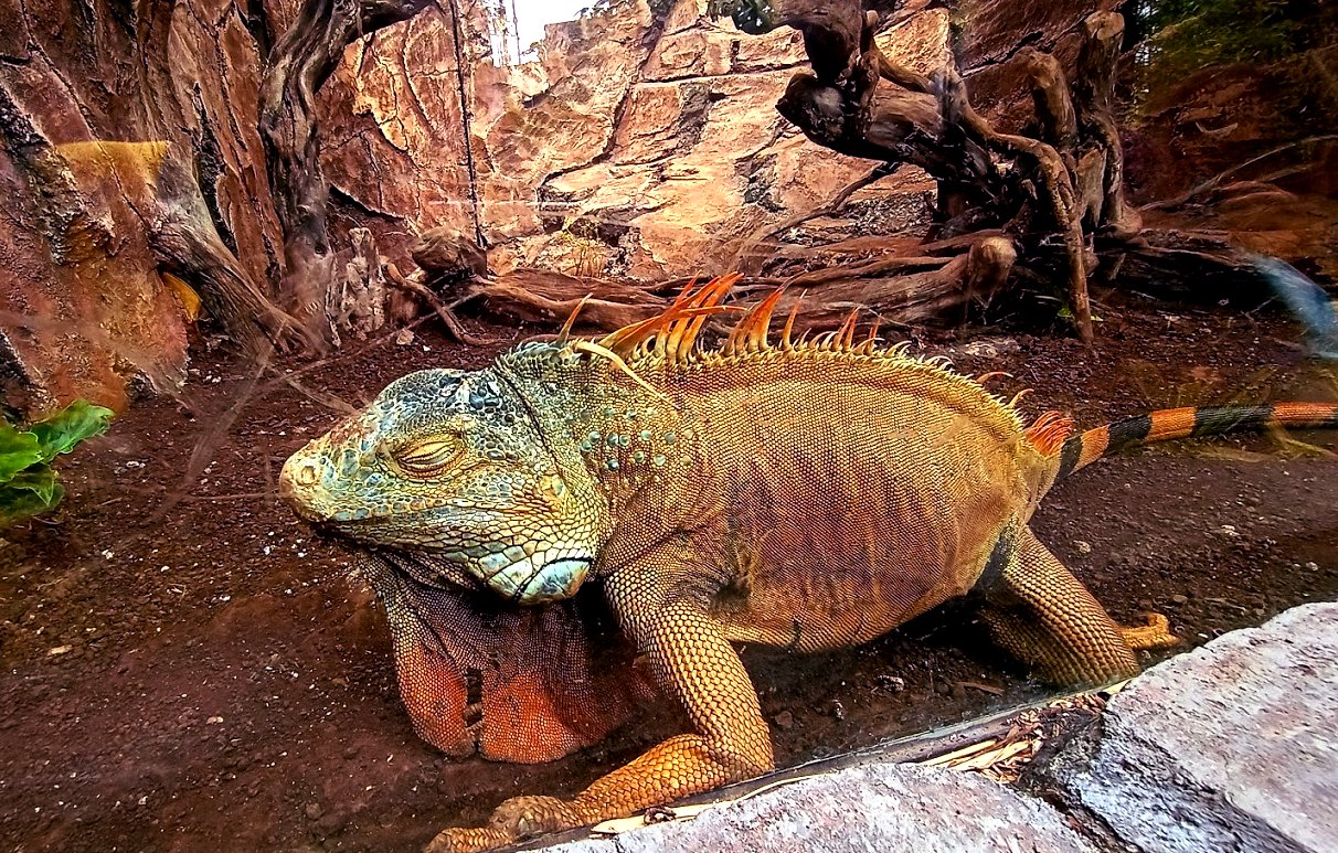 kebun binatang bandung