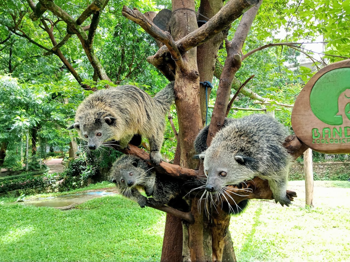 memberi makan hewan di kebun binatang bandung