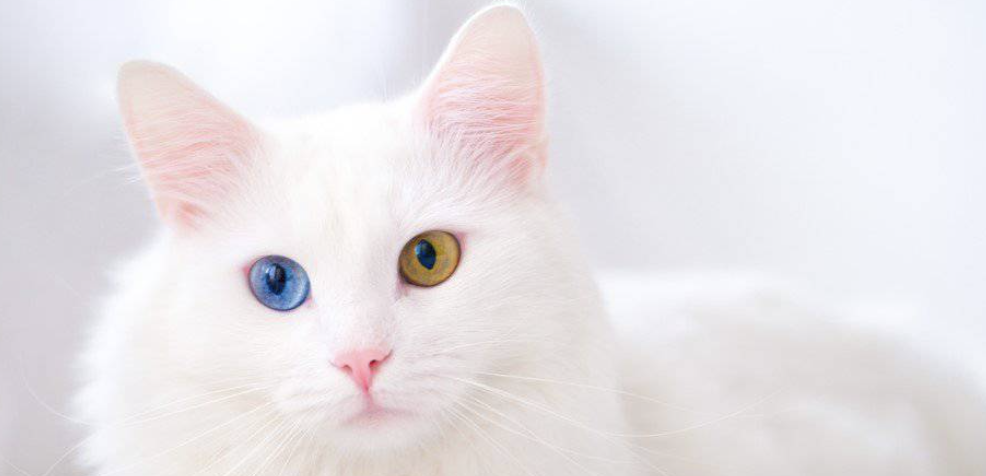 Kucing Anggora X Persia | Sumber: hellobark.com