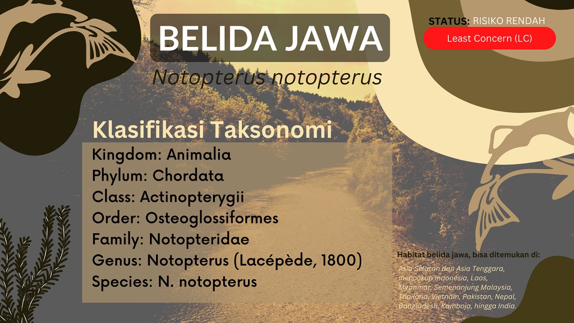 klasifikasi ikan belida jawa notopterus