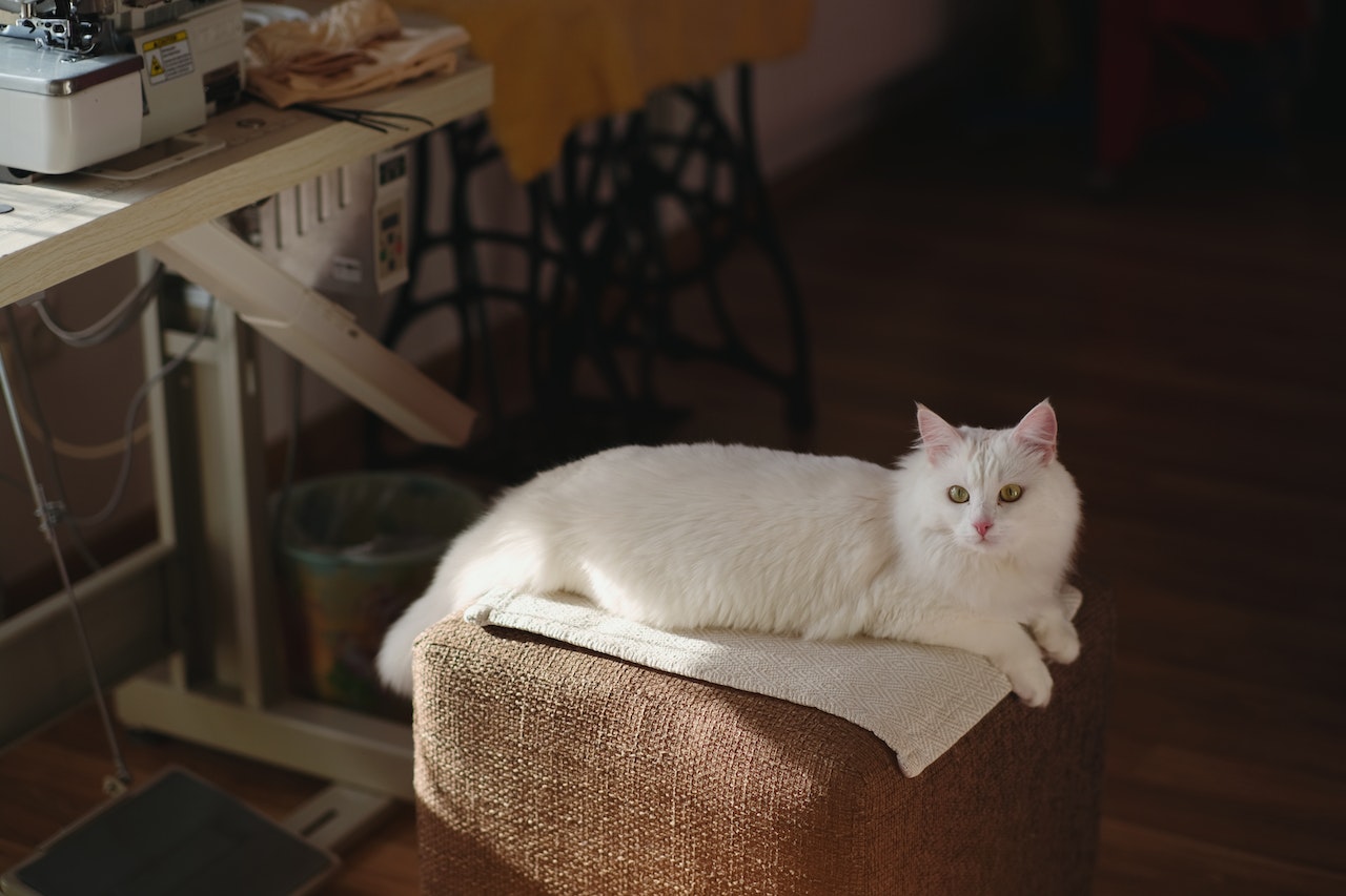 kucing anggora