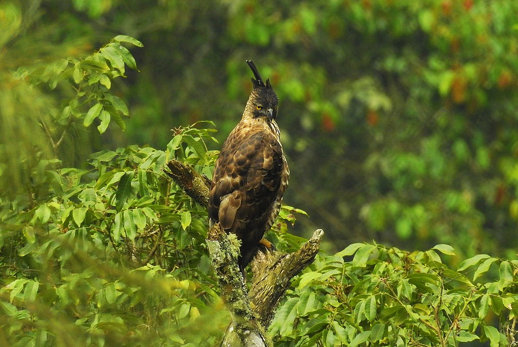 elang jawa ciri fisiknya