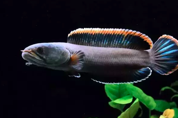 Limbata