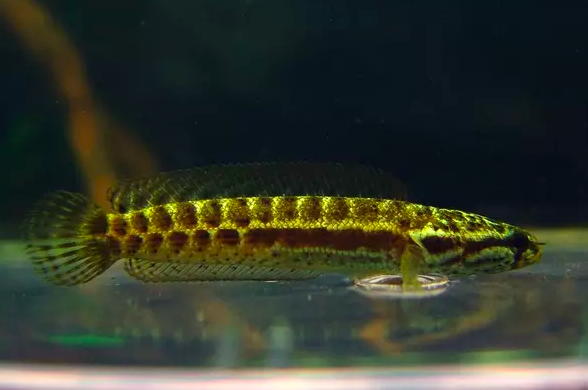 Bankanensis