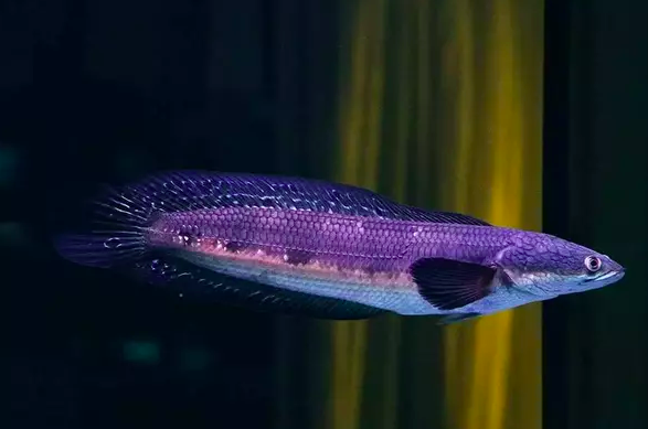 Melanoptera