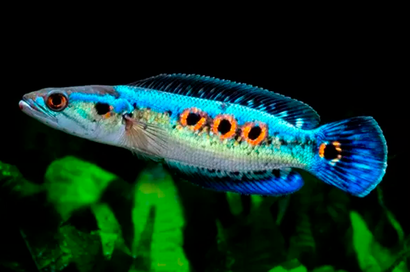 Pleurophthalma