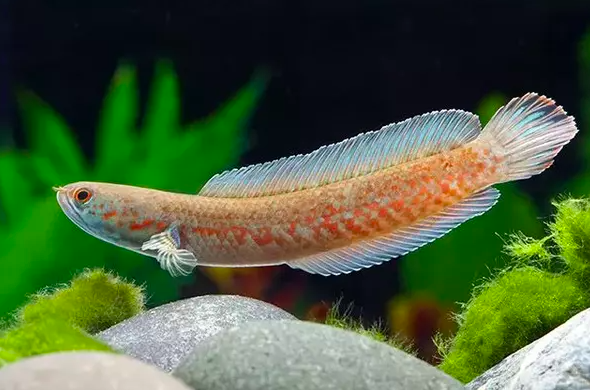 Pleurophthalma