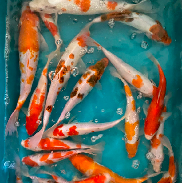kohaku