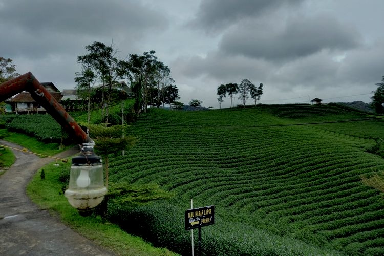 Kebun Teh Cikuya | Foto: Ist