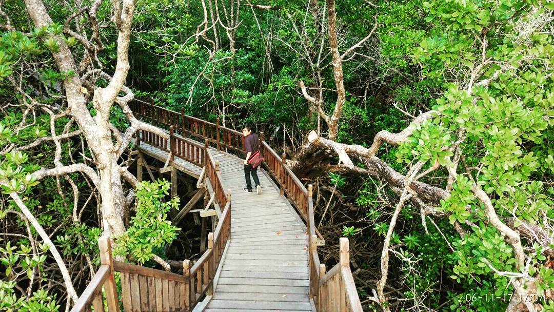 Hutan Mangrove