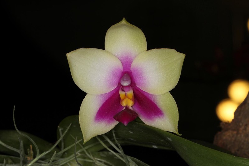 jenis anggrek Phalaenopsis bellina