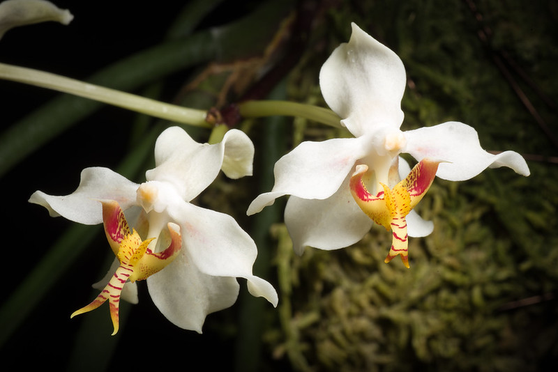 anggrek borneo Paraphalaenopsis denevei