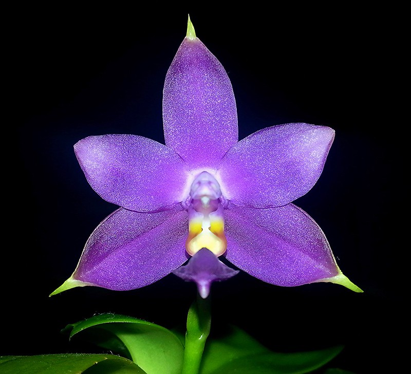 Phalaenopsis violacea