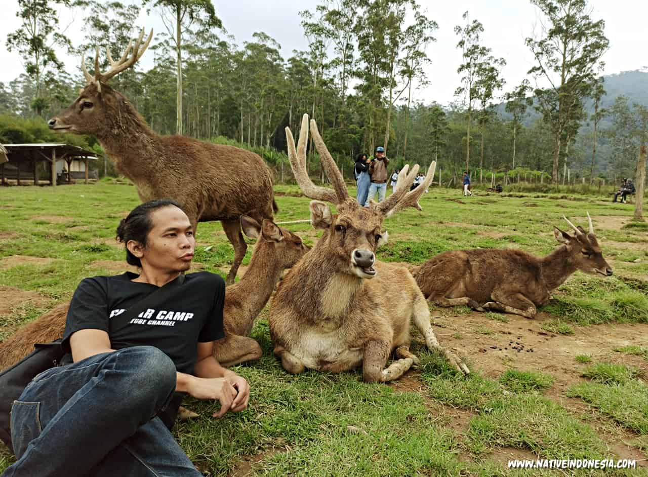 Terlihat seorang pengunjung sedang berfoto dengan seekor rusa yang berada di sekitar ranca upas