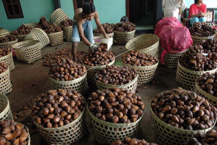 Salak Nglumut | FOTO ANTARA/Anis Efizudin/ed/pd/09