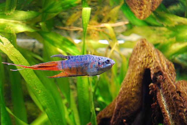 jenis ikan cupang paradise