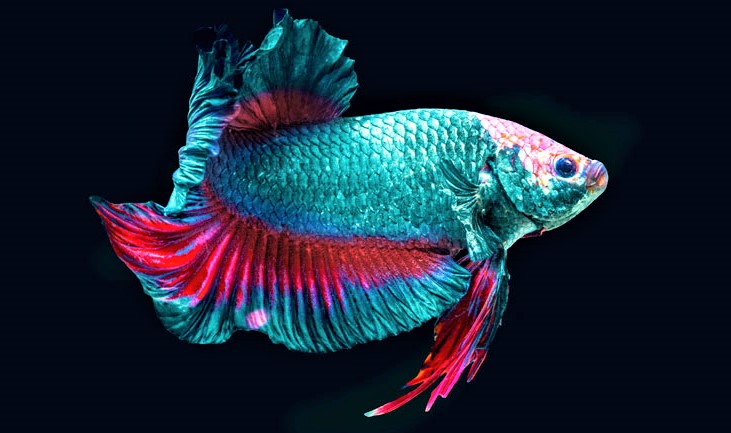 ikan cupang beta raksasa